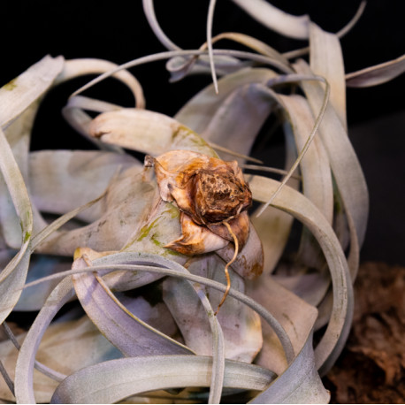 Tillandsia xerographica