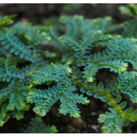 Selaginella uncinata