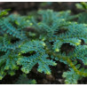 Selaginella uncinata