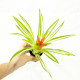 Guzmania 'Ice Cream'