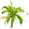 Asplenium antiquum