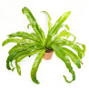 Asplenium antiquum