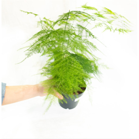 Asparagus setaceus plumosus