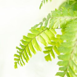 Adiantum 'bronze venus'