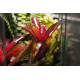 Neoregelia 'green fireball'
