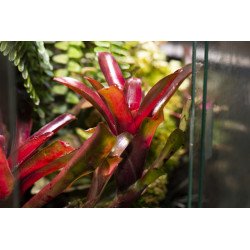 Neoregelia 'fireball'