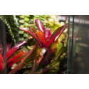 Neoregelia 'green fireball'