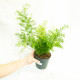 Asparagus densiflorus 'sprengeri'