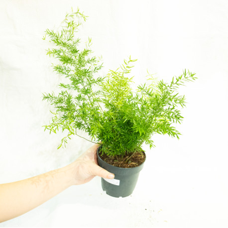 Asparagus densiflorus 'sprengeri'