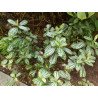 Pilea cadierei