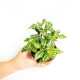 Pilea cadierei