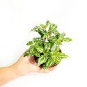 Pilea cadierei