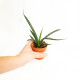 Sansevieria fernwood punk