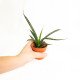 Sansevieria fernwood punk