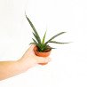 Sansevieria fernwood punk