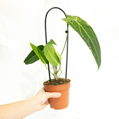 Anthurium Warocqueanum