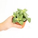 Fittonia argyroneura 'Mosaic Whisper'