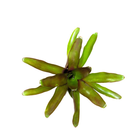 Neoregelia 'fireball'