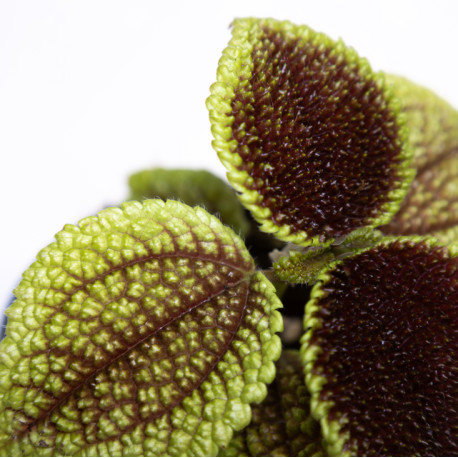 Pilea Involucrata 'Mollis'