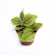 Pilea Involucrata 'Mollis'