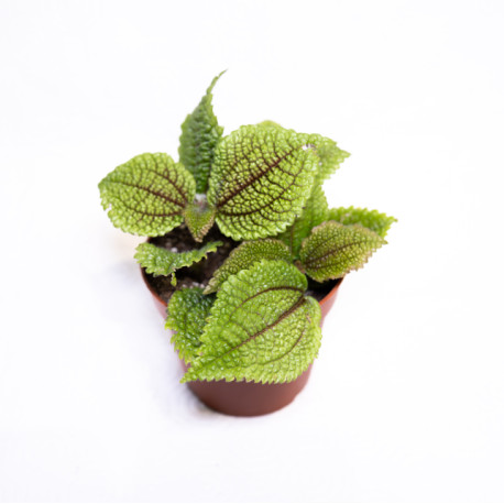 Pilea Involucrata 'Mollis'
