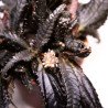 Pilea Involucrata 'Dark mystery'