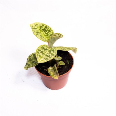 Macodes Petola