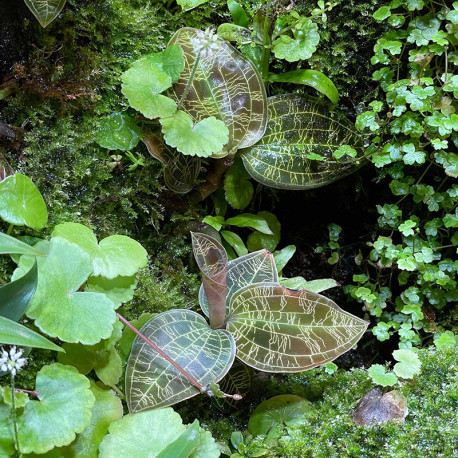 Macodes Petola