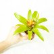 Guzmania 'Fairy'