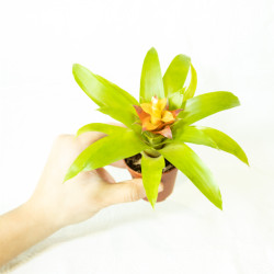 Guzmania 'Fairy'