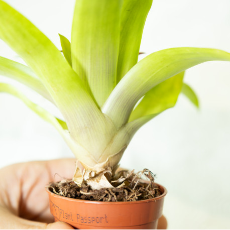 Guzmania 'Fairy'