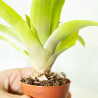 Guzmania 'Fairy'