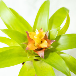 Guzmania 'Fairy'
