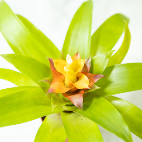 Guzmania 'Fairy'