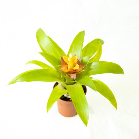 Guzmania 'Fairy'