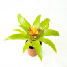 Guzmania 'Fairy'
