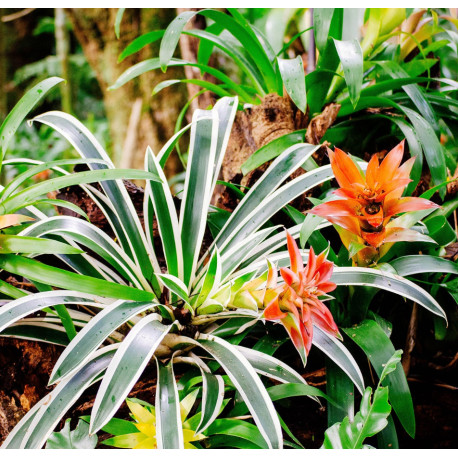 Guzmania 'Fairy'
