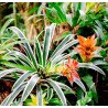 Guzmania 'Fairy'