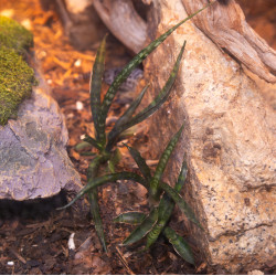 Sansevieria Fernwood Punk