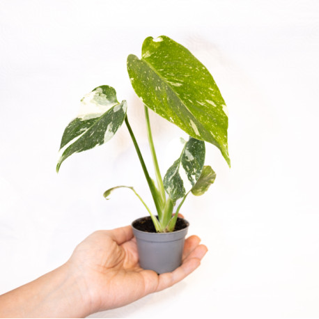 Monstera deliciosa 'Thai constellation'