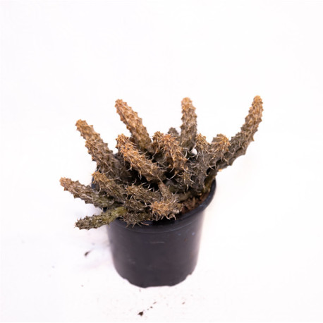 Stapelia decaryi