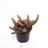 Stapelia decaryi
