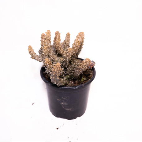 Stapelia decaryi