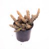 Stapelia decaryi