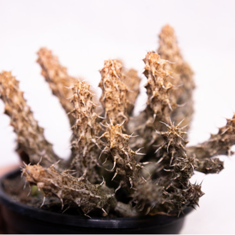 Stapelia decaryi