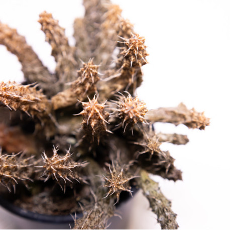 Stapelia decaryi