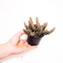 Stapelia decaryi