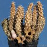 Stapelia decaryi