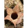 Stapelia decaryi