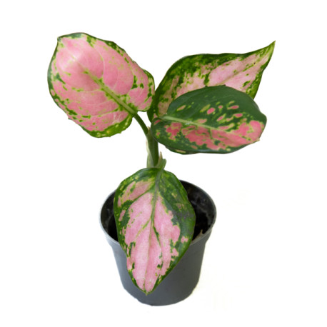 Aglaonema 'red valentine'
